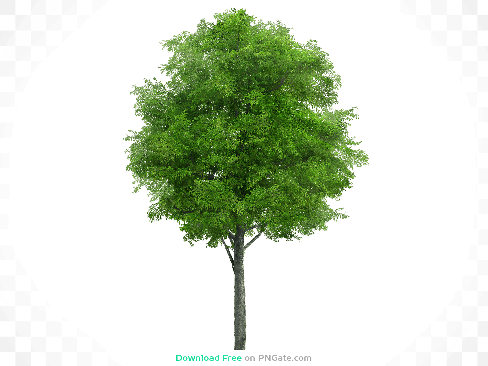 A Nice Big Green Tree PNG Image Download for Free – PNGate