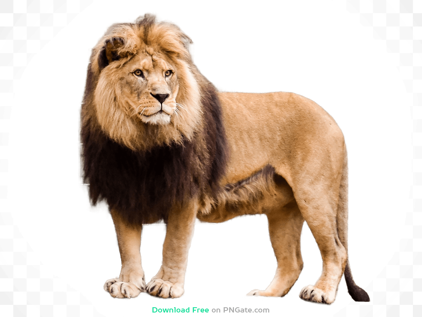 Beautiful Lion With a Big Mane PNG Image Download for Free – PNGate